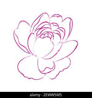 Outline peony flower, isolated on white background. Pink and white botanical peonies line drawing. Vector cartoon illustration. Stock Vector