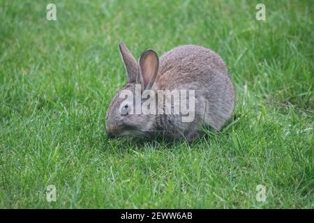 Wild grey rabbit in a garden nibbling on grass Stock Photo