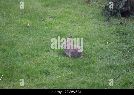 Wild grey rabbit in a garden nibbling on grass Stock Photo
