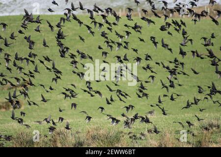 Swarm of black birds taking off Stock Photo - Alamy