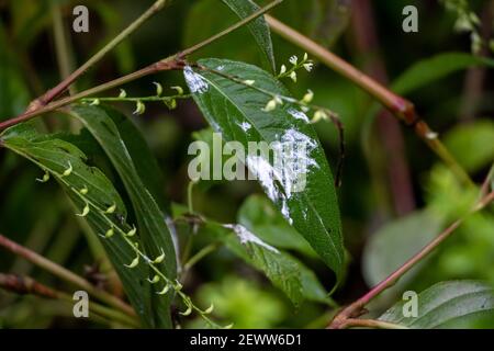 Toothpaste pollution on plant leaves beside a campsite, Leave no trace, reduce ecological footprint impact Stock Photo