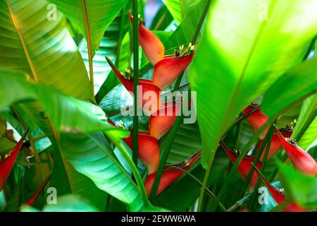 Heliconia stricta natural Dwarf Jamaican Stock Photo