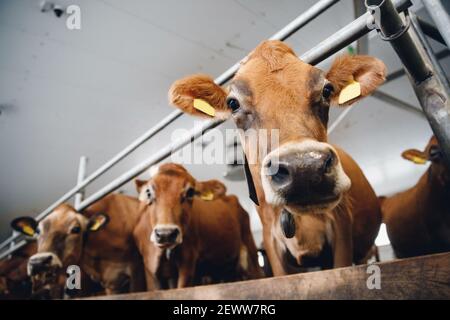 Portrait cows red jersey with automatic collar stand in stall