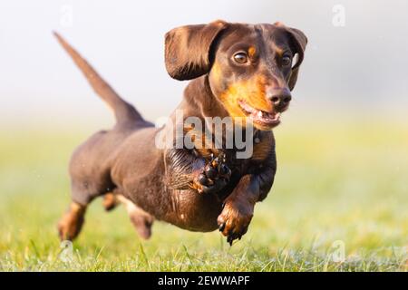 An action photograph of Max the cute Miniature Dachshund dog smiling, waving and running after his ball on the grass in the park! Stock Photo