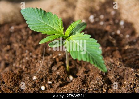 Side view of cannabis seedling plant in soil. 45 degree angle view. Stock Photo