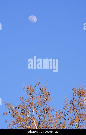 View of moon over tree during daytime Stock Photo