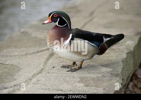 male wood duck standing on a parapet Stock Photo
