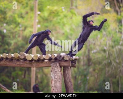 Couple of monkeys having fun in the middle of the forest. Stock Photo