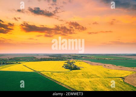 Aerial View Of Field With Blooming Canola Yellow Flowers. Top View Of Blossom Plant, Rapeseed Meadow Grass Landscape At Sunset Sunrise. Agricultural Stock Photo