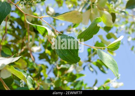 Top Of Chinese Date Tree Leaf Stock Photo