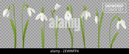 Realistic snowdrop flower set on transparent background with isolated realistic images of natural flowerage with stems vector illustration Stock Vector