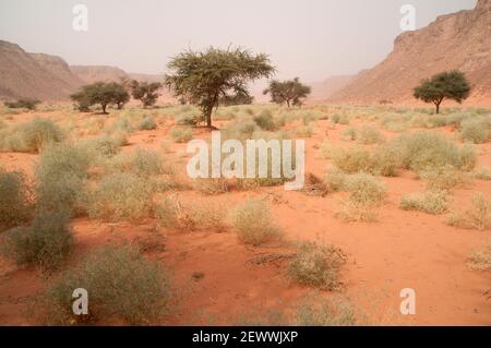 Acacia trees and shrubs in the arid Wadi Hamra valley region of the Gilf Kebir, in the Sahara Desert of the Western Desert region of southwest Egypt. Stock Photo
