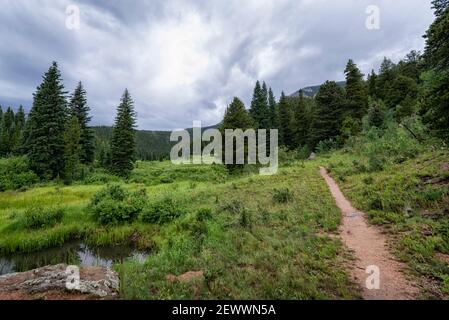 Pussy Willow at Beaver Meadows, Rocky Mountain National Park in early ...