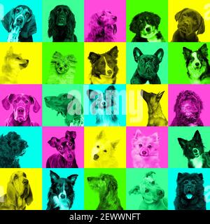 Collage of dog portraits bright facial expression on trendy neon multi coloured background.Concept Pop style Stock Photo