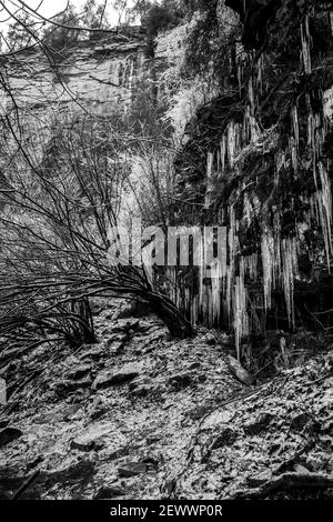 Ice coated shrubery and Icicles in a forest, black and white. Stock Photo