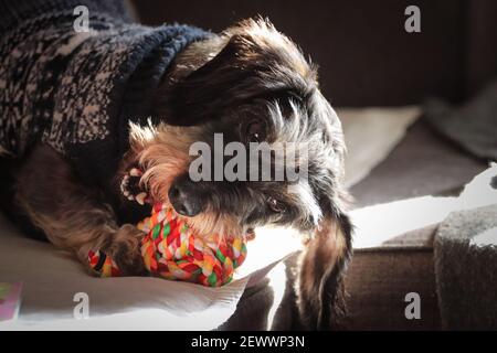 Dog playing with toy in the couch Stock Photo
