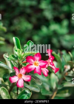Bright pink flower with green leaves in the garden Stock Photo