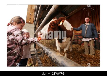 Shyamasundara Das introduces Aditi the cow to children from the Krichna school, the R.S.P.C.A. have donated her to the Hare Krichna temple, Bhaktivedanta Manor, in Letchmore Heath, North London.photograph by David Sandison The Independent Stock Photo