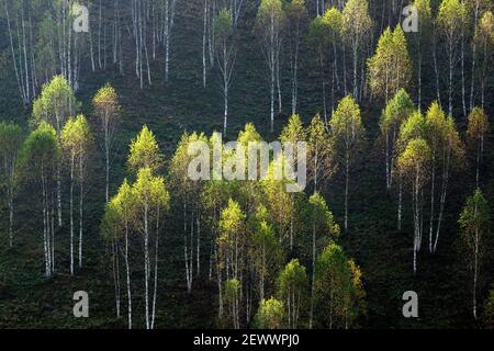 abstract green texture of birch trees Stock Photo