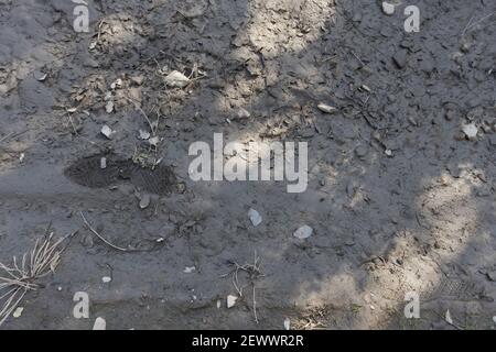 Human footprint in the mud, mud textures and wet earth Stock Photo