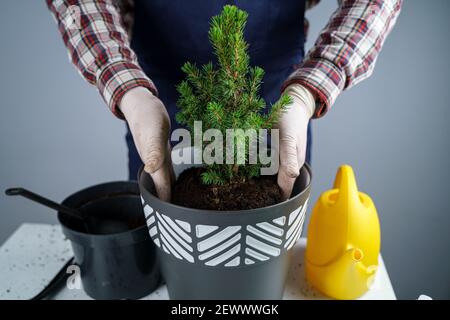 Hands of male gardener transplant small fir tree into new pot in studio on gray background. Gardening and care of domestic plants. Transplanting Stock Photo