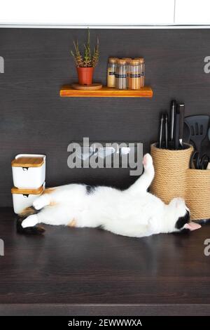 Cute funny domestic tricolor shorthaired kitten lying on kitchen table on sunny day. Modern design scandinavian interior with plants and accessories Stock Photo