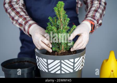 Transplanting indoor plants. Home gardening. Plant care. Man transplants spruce plants from old pot to new one. Cropped view of male gardener Stock Photo