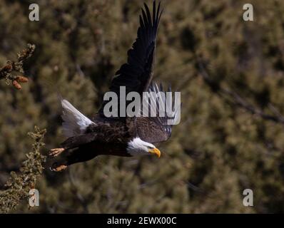Bald eagles in the wild in Eleven Mile Canyon Colorado
