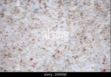 A flat, roughly cut surface of gray granite with small red blotches in close-up. Background, pattern, texture. Stock Photo
