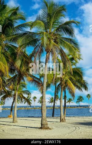 Coconut palm trees standing on the shore of the atoll pool at Matheson Hammock Park in Miami, Florida. Stock Photo