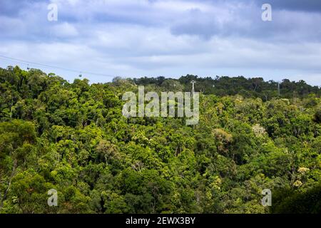 A rainforest view near Barron Falls Gorge at Kuranda, Queensland, Australia. Stock Photo