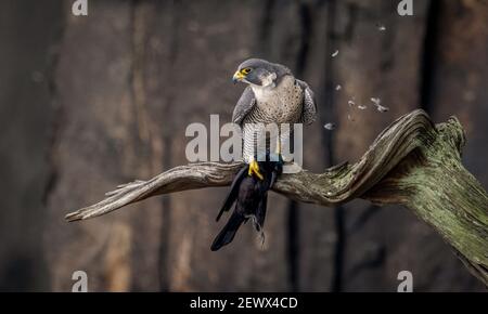 A peregrine falcon photo Stock Photo