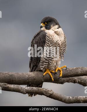 A peregrine falcon photo Stock Photo
