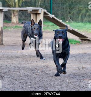 2 black dogs racing in a off-leash dog park. Stock Photo