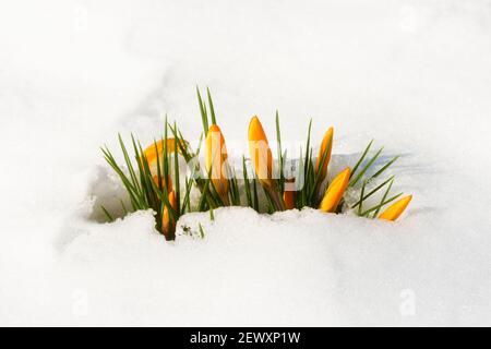 Crocus flavus, known as  Dutch yellow crocus blooming through the snow marking the end of winter. Stock Photo