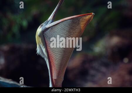 Close up of California Brown Pelican stretching throat pouch Stock Photo