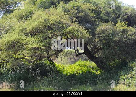 A rare tree climbing lioness stretched out for a nap in a tree in Tanzania, Africa. Stock Photo