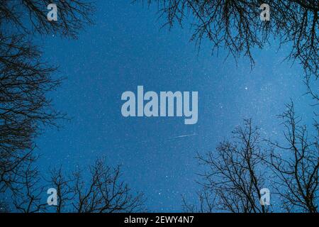 Night Sky Stars Above Oak Trees Branches In Early Spring. Natural Starry Sky Above Woods. Night Sky Background Stock Photo