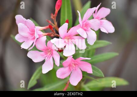 Kaner flowers commonly known as Nerium or oleander. Superficial resemblance to the unrelated olive Olea. Pune, Maharashtra, India. Stock Photo