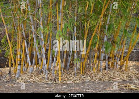 BAMBUSA VULGARIS, BAMBUSA ARUNDINACEA. Family Name : GRAMINEAE. Common name : BAMBOO, at Khandala park, Pune, Maharashtra, India. Stock Photo