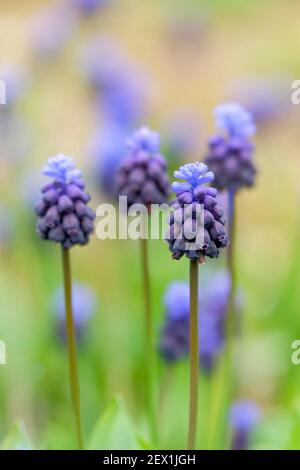 Two Tone Grape Hyacinths, Muscari latifolium, blue-black bell-shaped flowers. Broad-leaved grape hyacinth