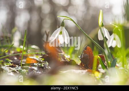 Snowdrops Galanthus nivalis in the forest close-up. Macro photography of snowdrops among fallen leaves in spring. Tender first flowers in bright sunli Stock Photo