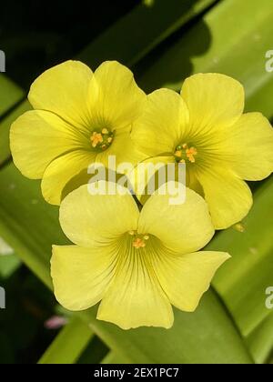 A closeup shot of beautiful common yellow oxalis flowers with sunlit petals in blossom Stock Photo