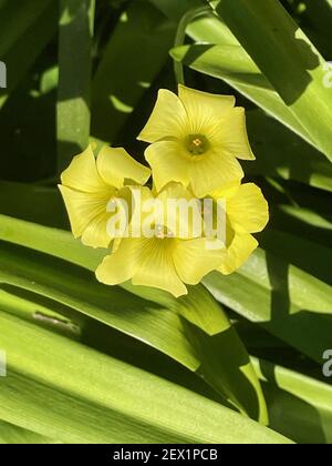 A closeup shot of beautiful common yellow oxalis flowers with sunlit petals in blossom Stock Photo