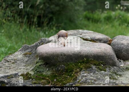 A selective focus shot of a grape snail on a moss-covered stone in a garden Stock Photo