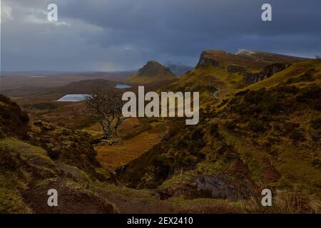 famous tree in fall autumn of The Quiraing on the Isle of Skye in a cloudy day , Scotland Stock Photo