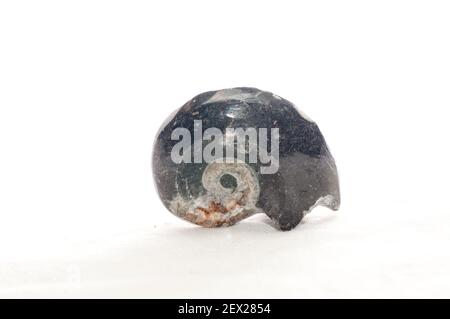 black and grey goniatite fossilized cephalopod,a kind of ammonite Stock Photo