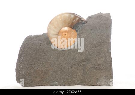 colorful ammonite crystal shell fossil in sedimentary rock Stock Photo