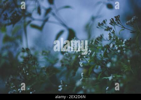 PENINSULA, UNITED STATES - Feb 23, 2021: White flowers photographed in front of Brandywine Falls in Peninsula, Ohio. Stock Photo