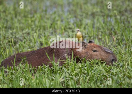 A capybara is walking through the grass and eating with a bird on the head in the Pantanal in Brazil, South America Stock Photo